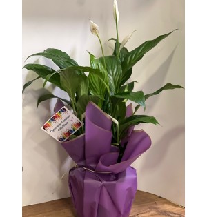 Spatifilyum Çiçeği(Barış Çiçeği)