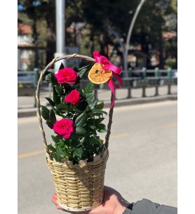 Sepette Özel Çıtır Gül Aranjmanı