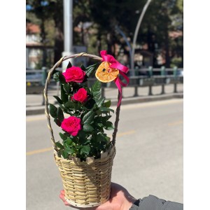 Sepette Özel Çıtır Gül Aranjmanı